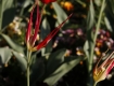 _MG_0220