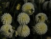 MG_2363