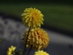 MG_2364