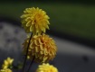 MG_2365