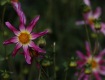 MG_2366