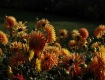 MG_2368