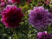 MG_2369
