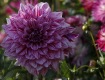 MG_2370