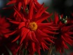 MG_2375