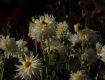 MG_2387