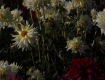 MG_2388