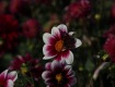 MG_2390