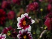 MG_2391