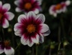 MG_2392