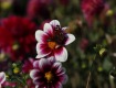 MG_2394