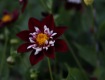 MG_2395