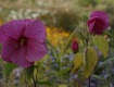 MG_2334