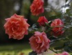 MG_2335