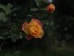 MG_2337