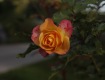 MG_2338