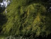 MG_2330