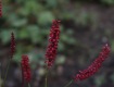 MG_2332