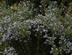 MG_2340