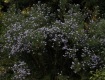 MG_2341