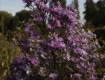 MG_2342