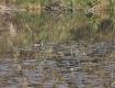 MG_2435