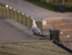 IMG_1744