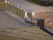 IMG_1745