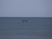 IMG_1748