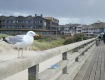 IMG_1794