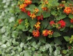 IMG_3994