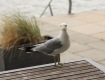IMG_4011