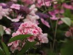 IMG_4076