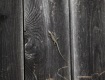 IMG_4333